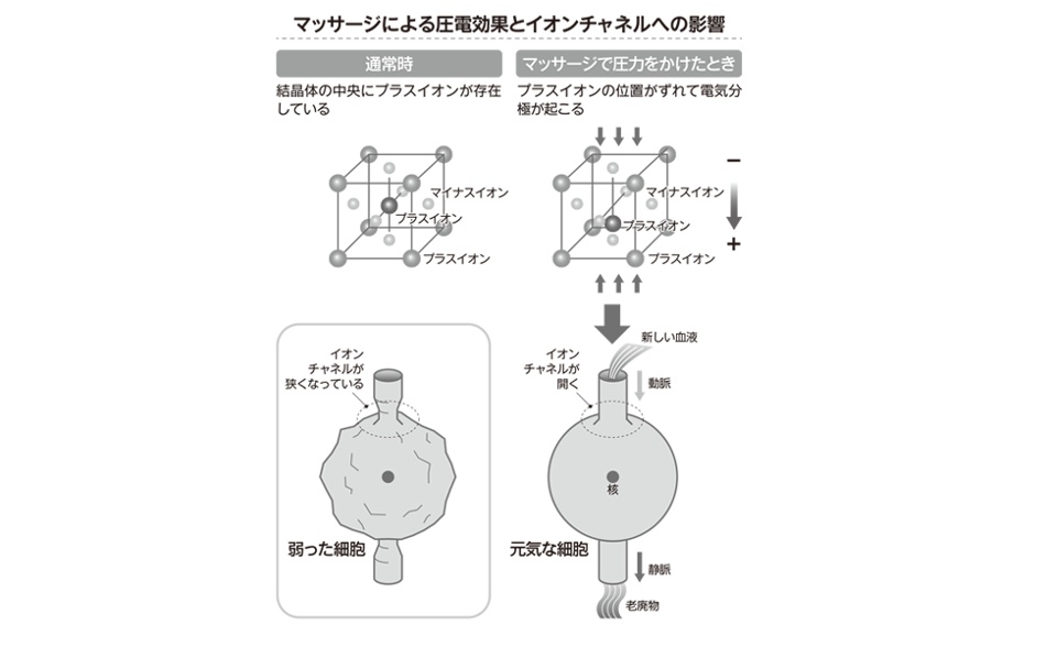 肝臓 イオンチャンネル