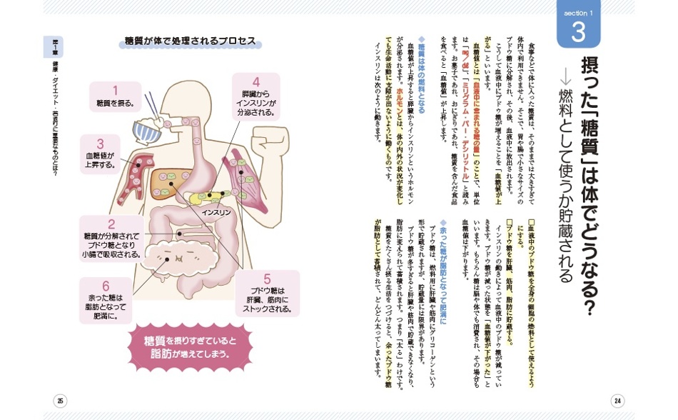 摂った「糖質」で体はどうなる？